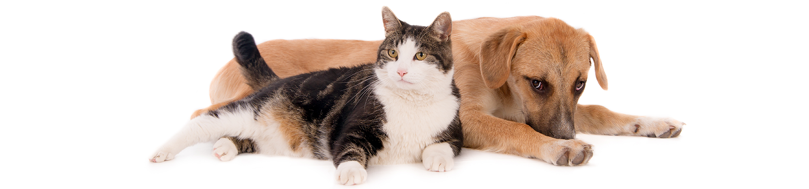 Pets, Pet Supplies and Petcare